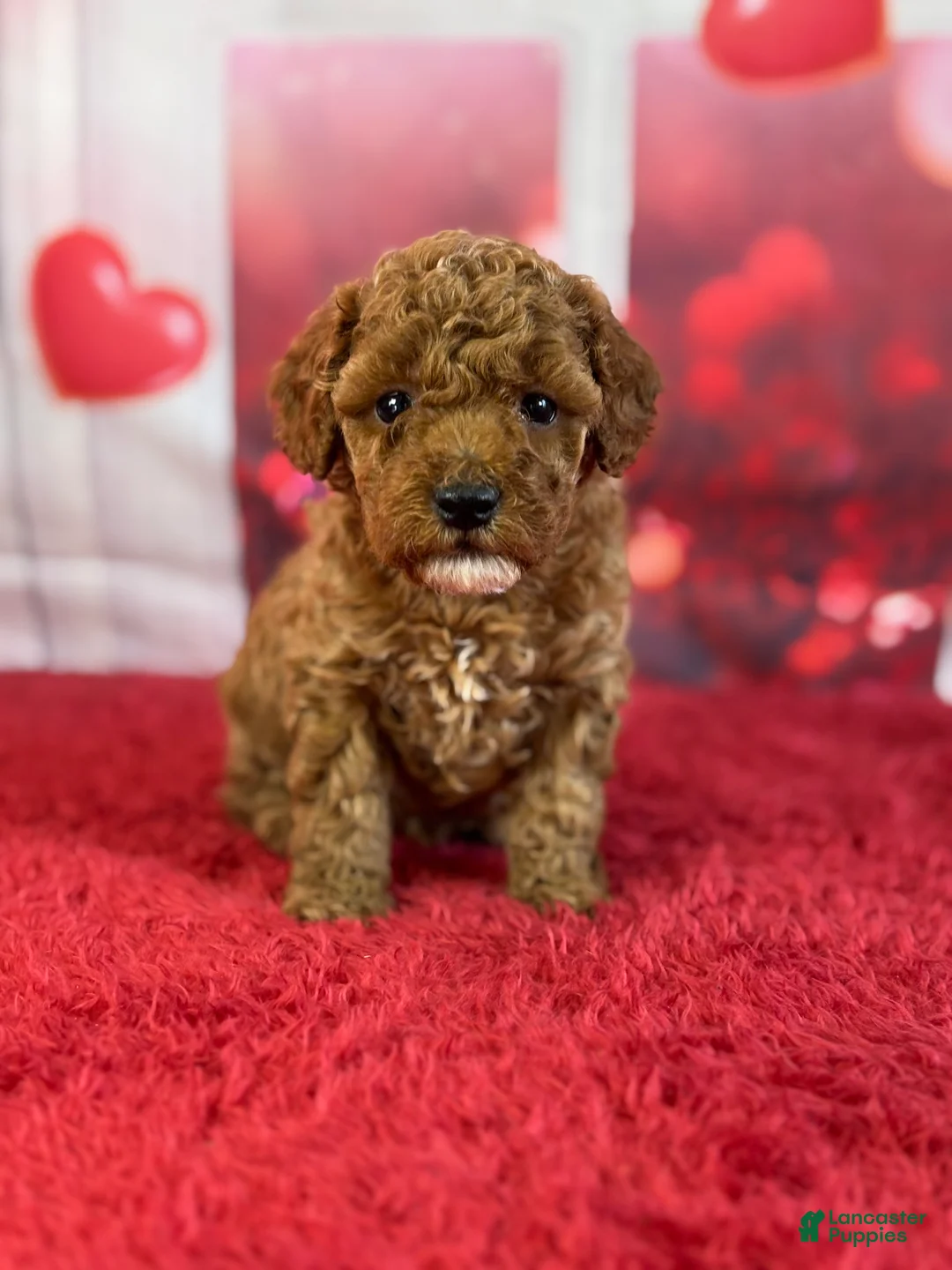 Miniature Poodle dogs for sale: Hazel - Ad 2