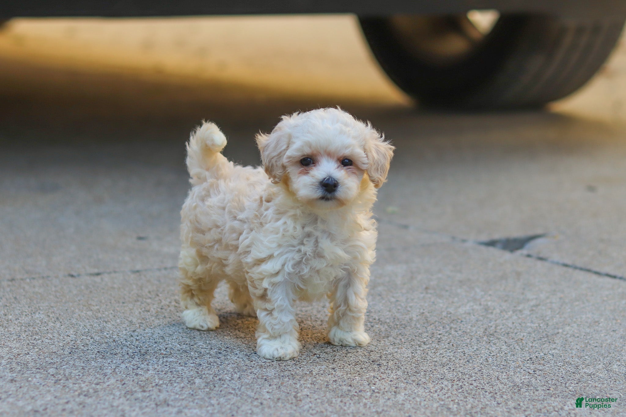Maltipoo dogs Ember - Ad 1