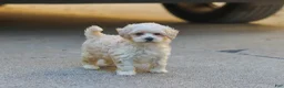 Maltipoo dogs for sale: Ember - Ad 1