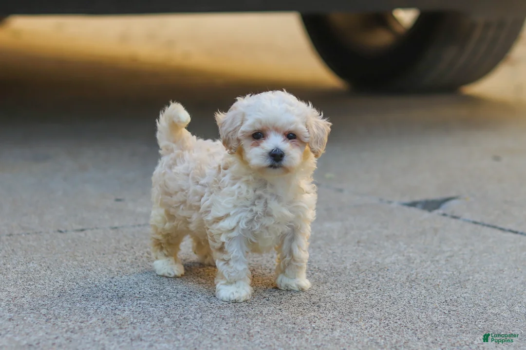 Maltipoo dogs for sale: Ember - Ad 1