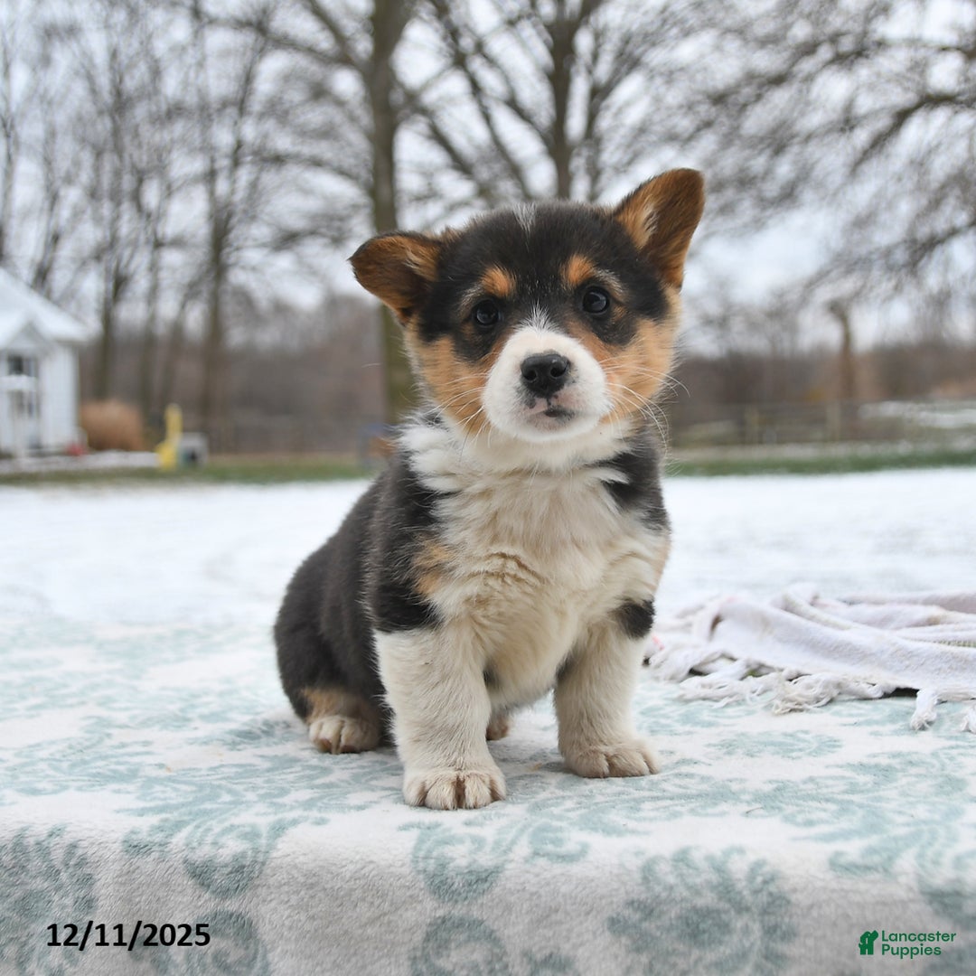 Welsh Corgi Pembroke dogs for sale: Clover  - Ad 2