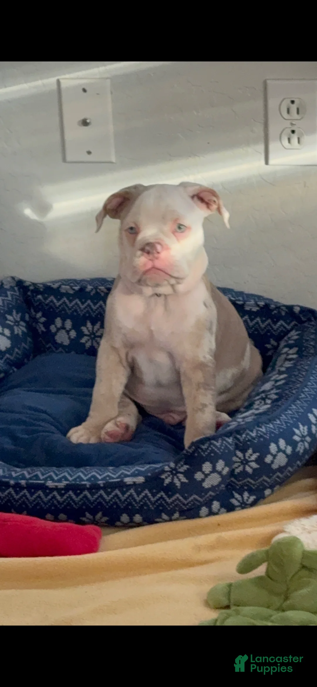 Olde English Bulldogge dogs for sale: Olde English Bulldogge Puppy 1 - Ad 8