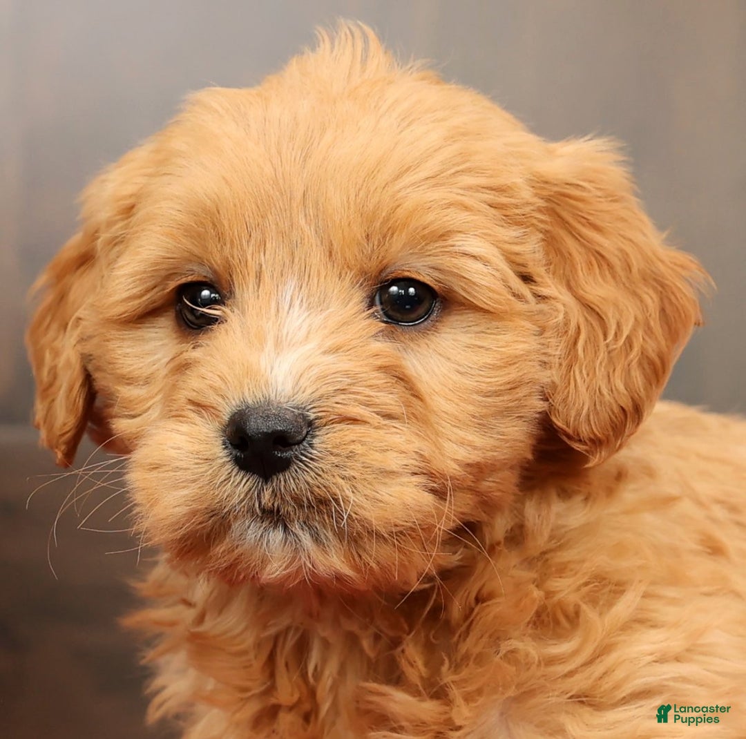 Mini Goldendoodle dogs for sale: Polly - Ad 9