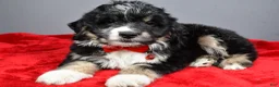 Mini Aussiedoodle dogs for sale: Stephen - Ad 6