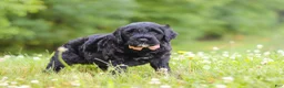 Portuguese Water Dog dogs for sale: Reese - Ad 3