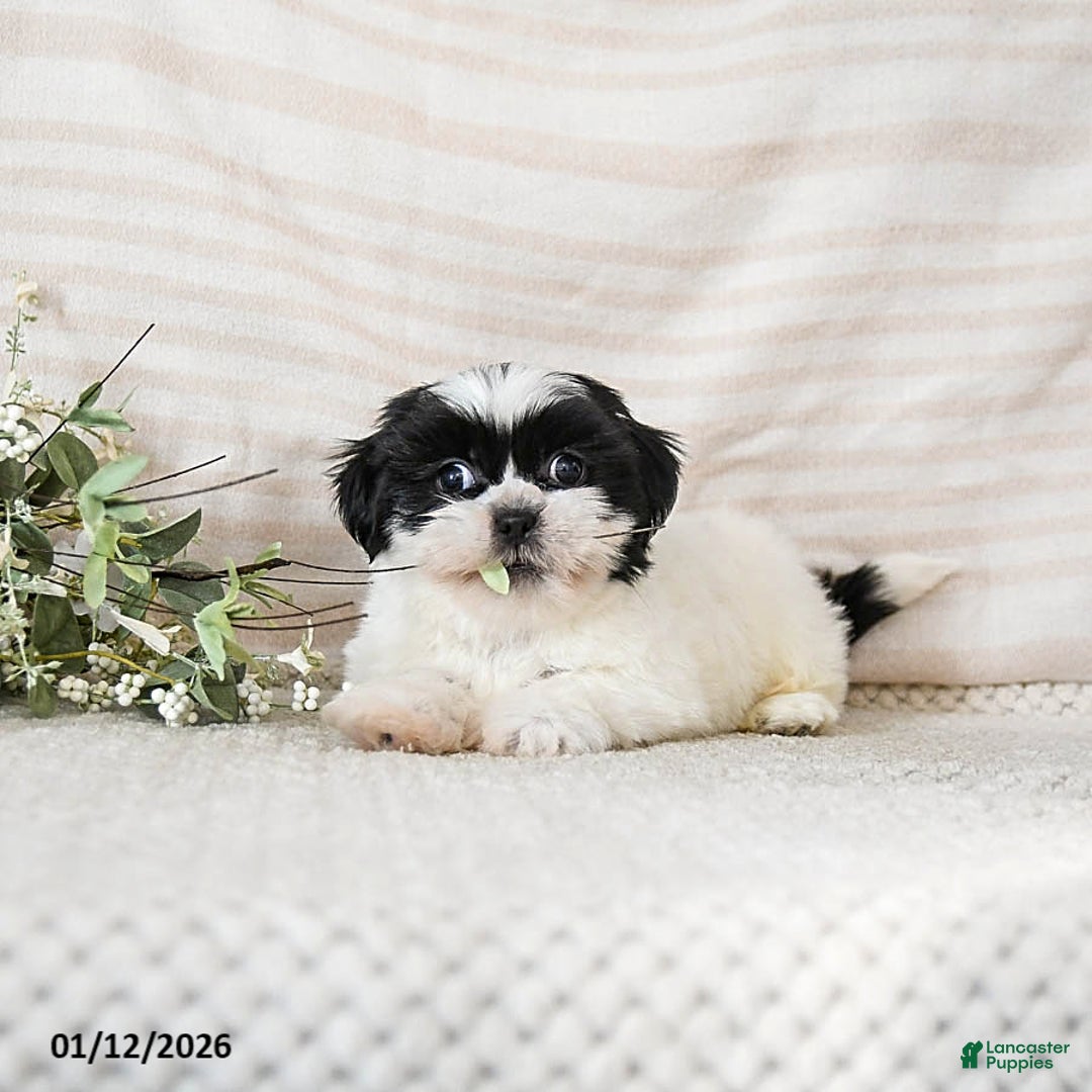 Shih Tzu dogs for sale: Bear - Ad 2