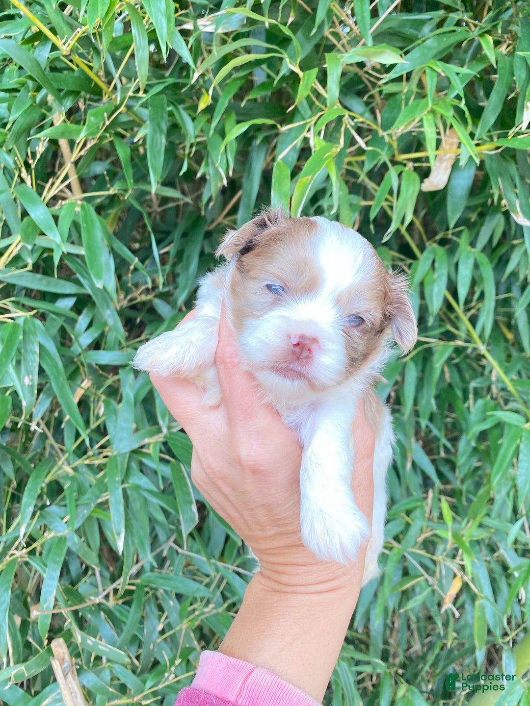 Mixed Breed dogs for sale: Mixed Breed Puppy 2 - Ad 1