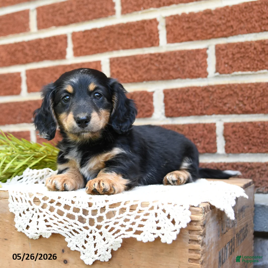 Miniature Dachshund dogs for sale: Jessie - Ad 1