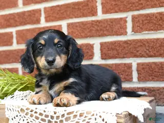 Miniature Dachshund dogs for sale: Jessie - Ad 4