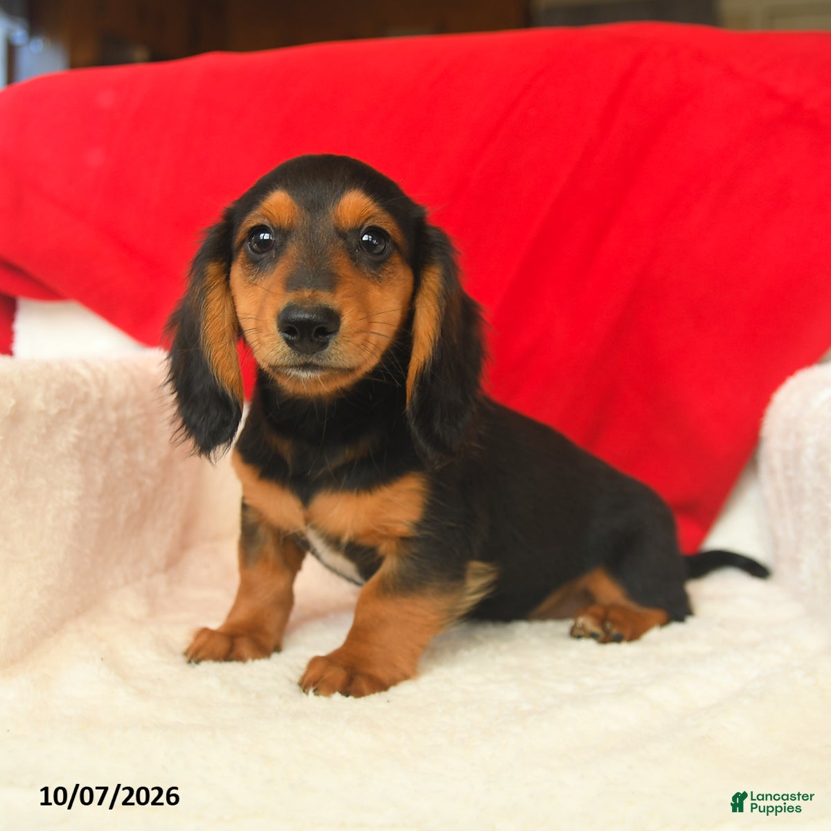 Dachshund dogs Maxwell - Ad 2