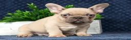 French Bulldog dogs for sale: Ulysses - Ad 8