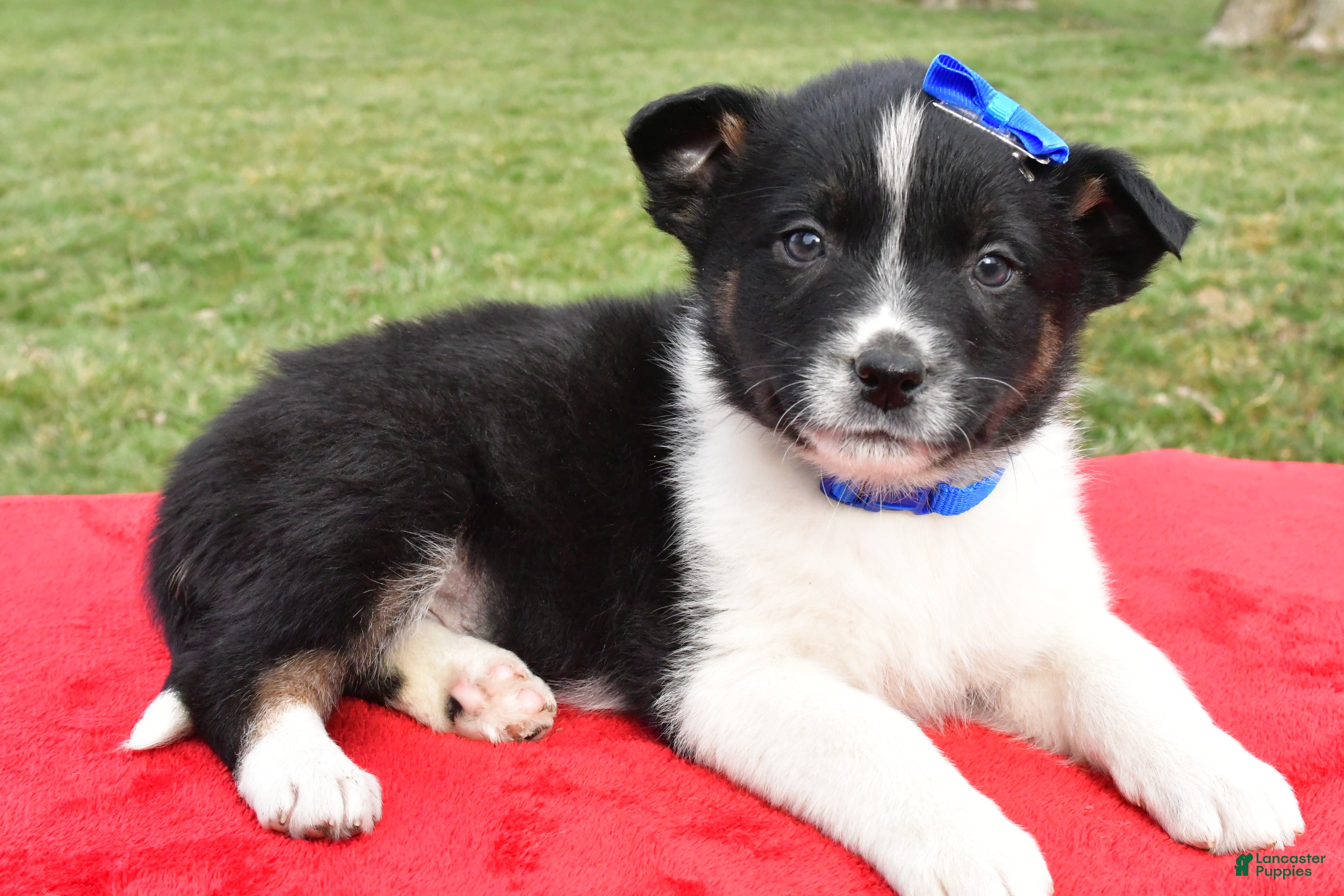 Mixed Breed dogs Mason - Ad 1