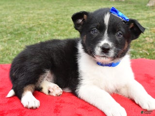 Mixed Breed dogs Mason - Ad 6