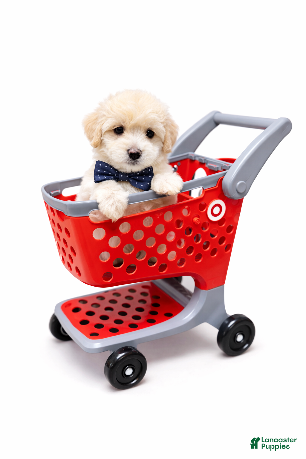 Maltipoo dogs SAINT  - Ad 1