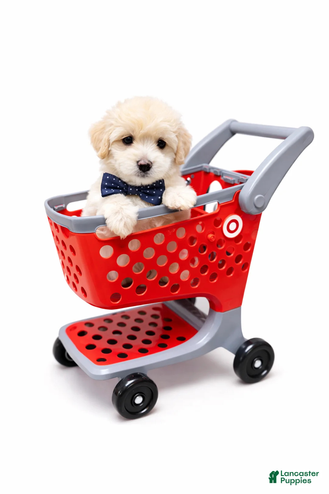 Maltipoo dogs for sale: SAINT  - Ad 1