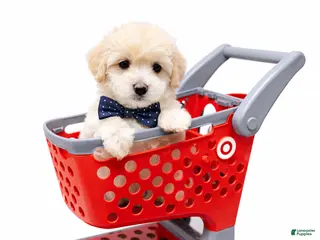 Maltipoo dogs SAINT - Ad 1