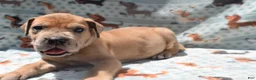 Great Dane dogs for sale: Great Dane - Green Collar - Fawn Merle (Scooby Doo) - Ad 3