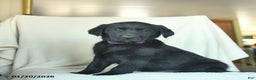 Labrador Retriever dogs for sale: Julia  - Ad 1