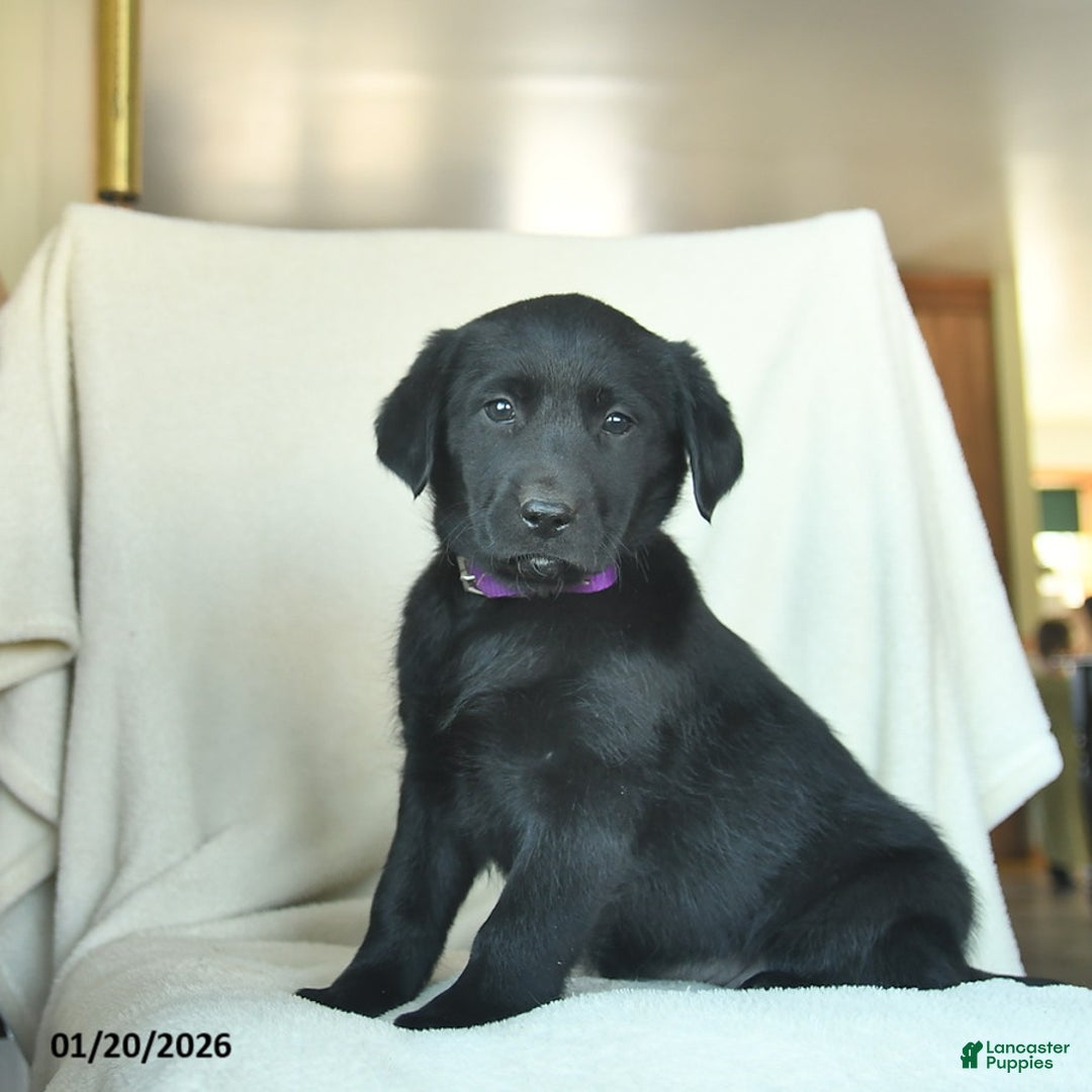 Labrador Retriever dogs for sale: Julia  - Ad 1