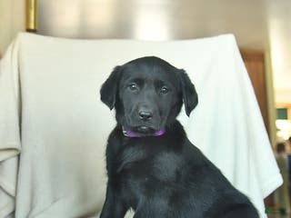 Labrador Retriever dogs Julia - Ad 19