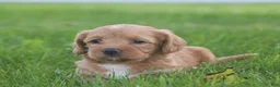 Miniature Labradoodle dogs for sale: Mia - Ad 3