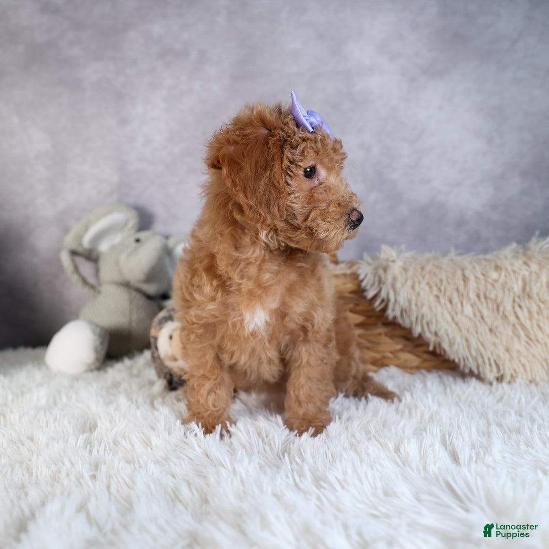 Shihpoo dogs for sale: Evie - Ad 15