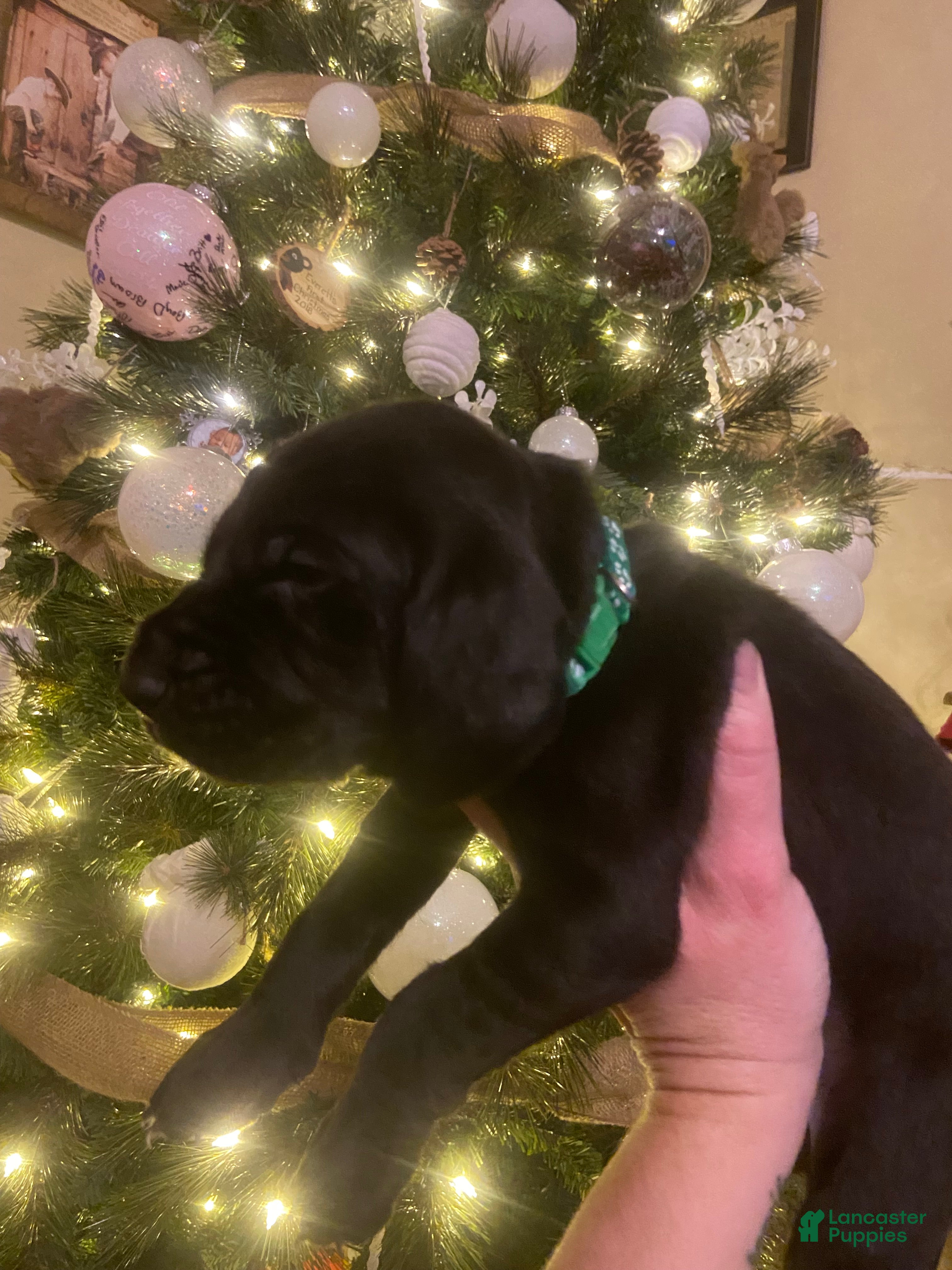 Mixed Breed dogs Mixed Breed Puppy 3 - Ad 42