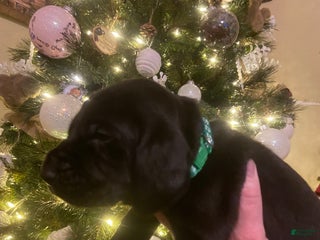 Mixed Breed dogs Mixed Breed Puppy 3 - Ad 33