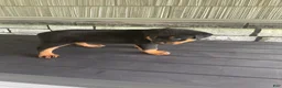 Rottweiler dogs for sale: Deasel  - Ad 12