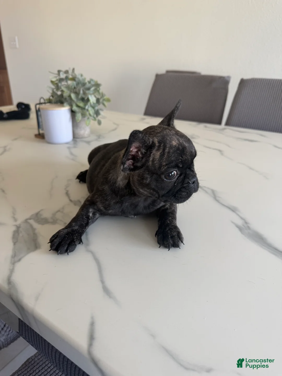 French Bulldog dogs for sale: French Bulldog 2 - Ad 2