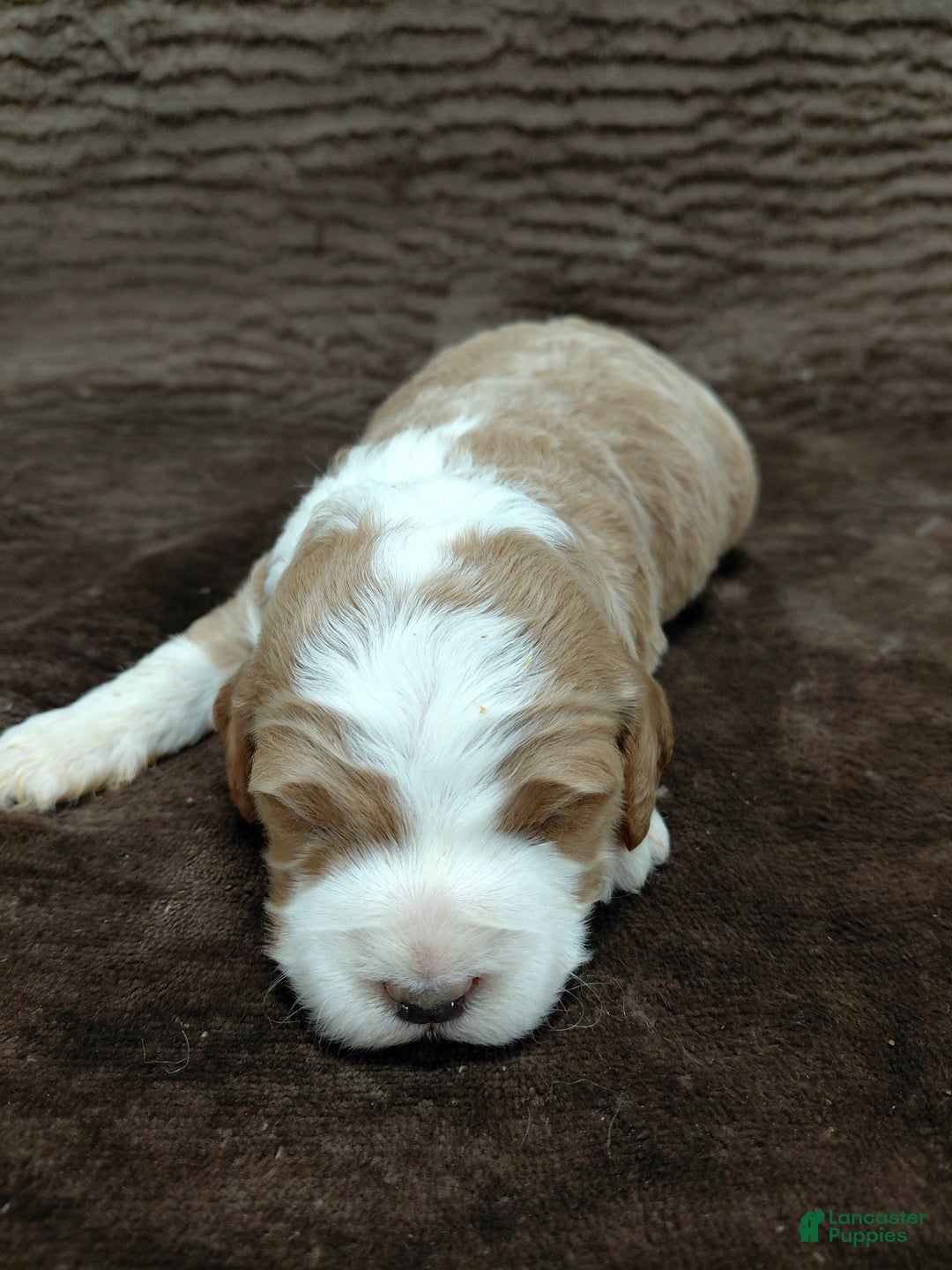 Mini Bernedoodle dogs for sale: Mr Awesome - Ad 1