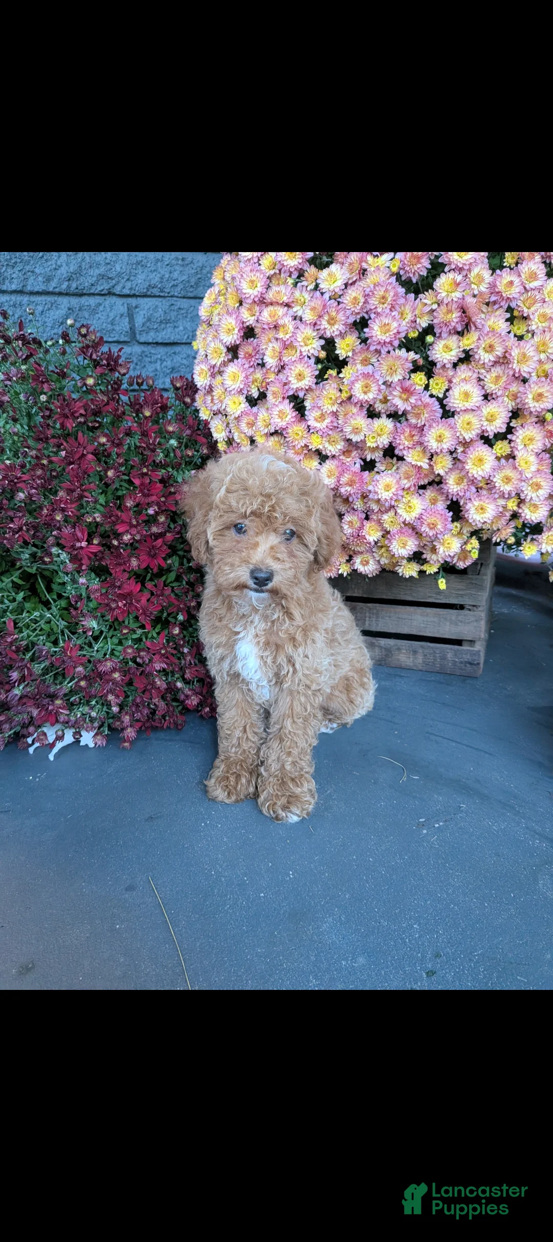 Toy Poodle dogs for sale: George  - Ad 2
