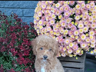 Toy Poodle dogs George - Ad 2