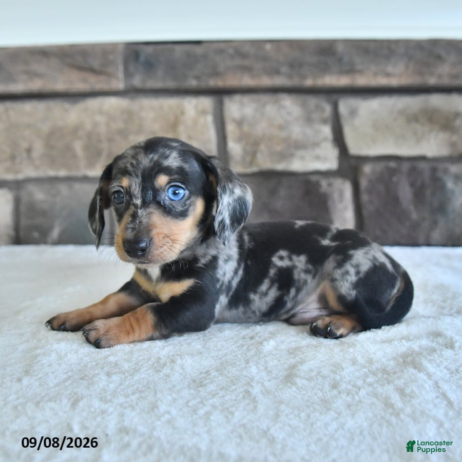 Miniature Dachshund dogs Lance  - Ad 2
