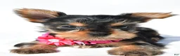 Yorkshire Terrier dogs for sale: Julie teacup - Ad 4