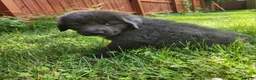 Tibetan Mastiff dogs for sale: Misty - Ad 3