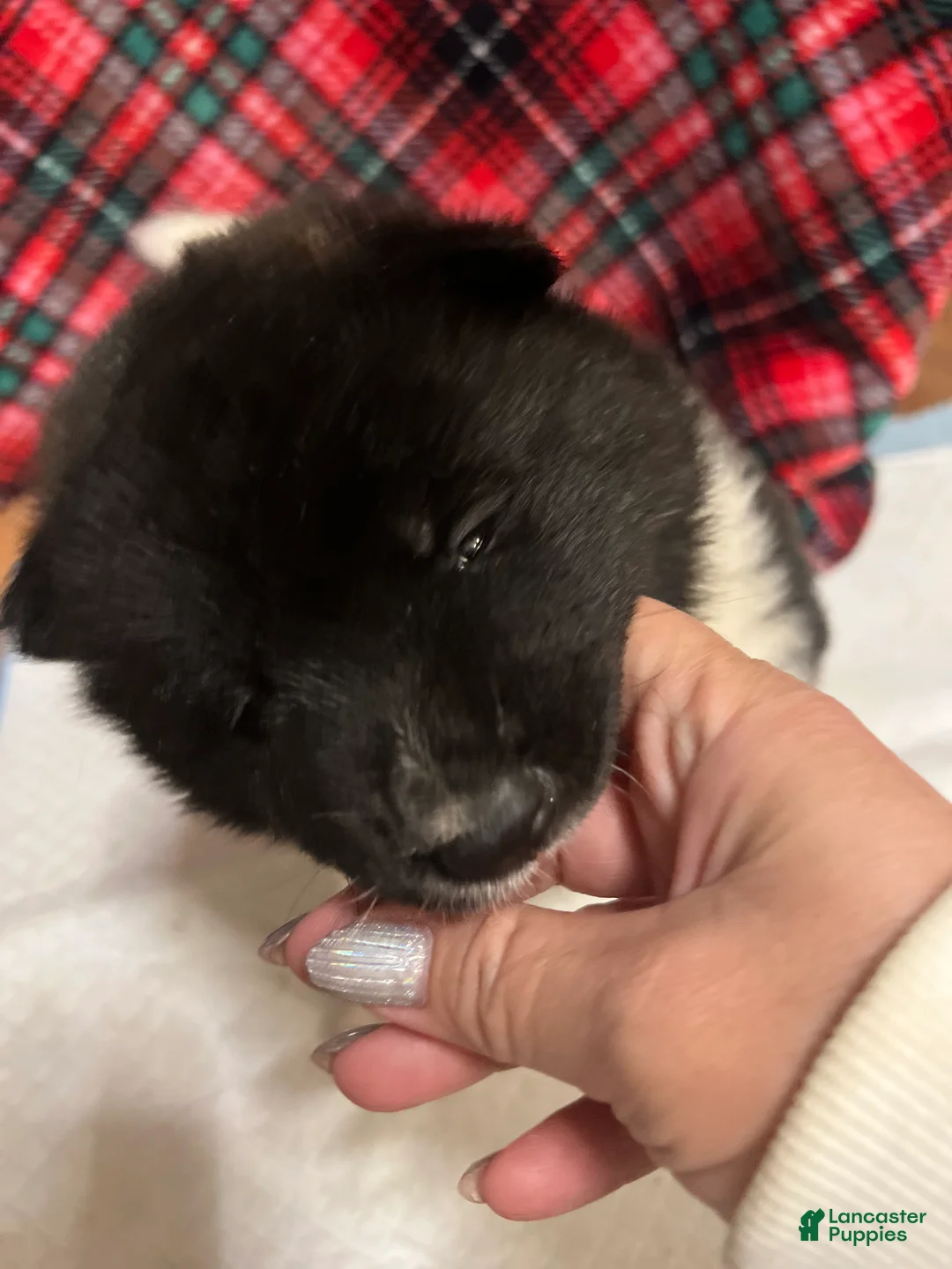 Akita dogs for sale: Cupid - Ad 9