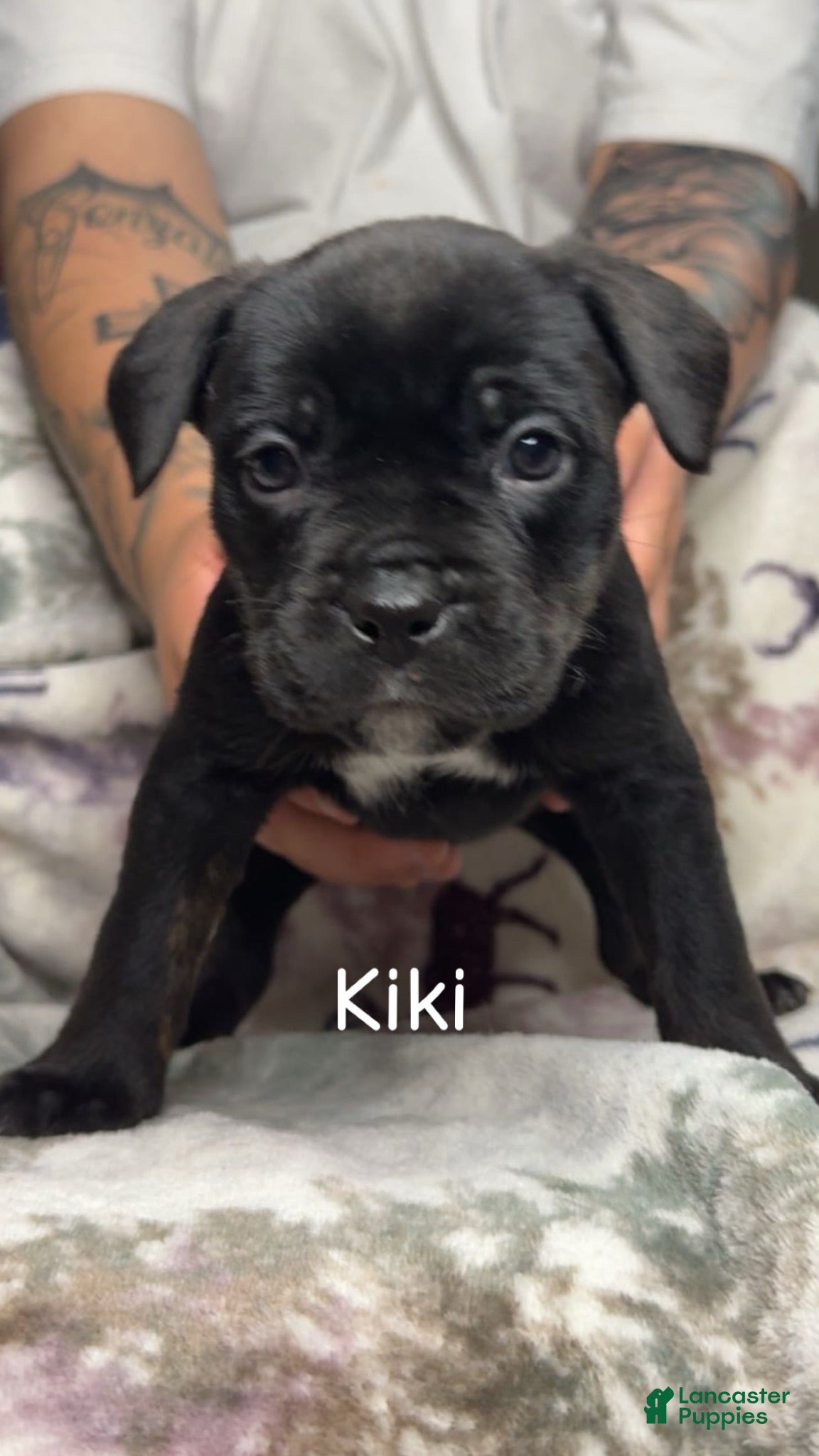 Mixed Breed dogs for sale: Kiki - Ad 3
