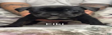 Kiki