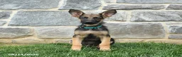German Shepherd dogs for sale: Tanner - Ad 3