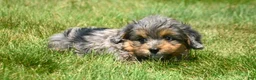 Bernedoodle dogs for sale: Barbie Bernedoodle 7 - Ad 3