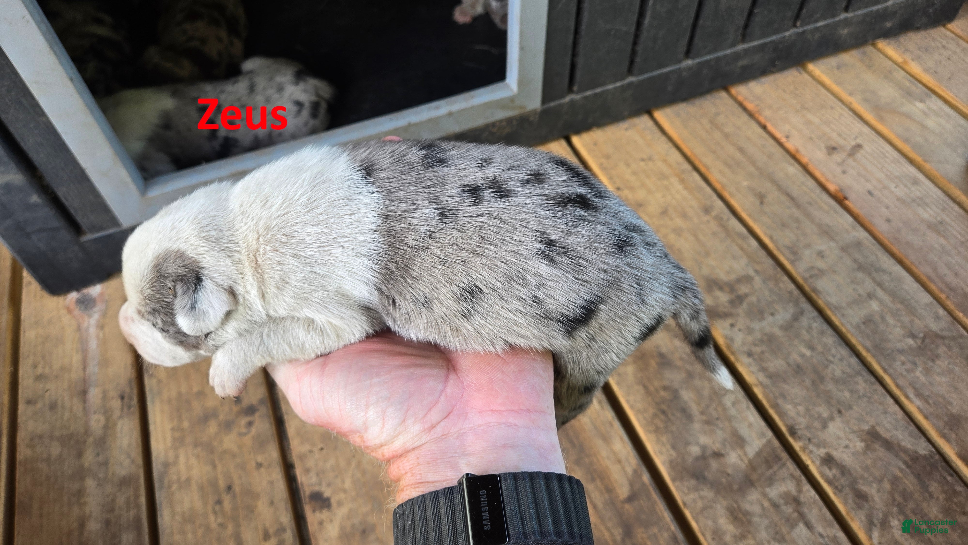 Catahoula Leopard Dog dogs for sale: Zeus - Male (white merle)  - Ad 2