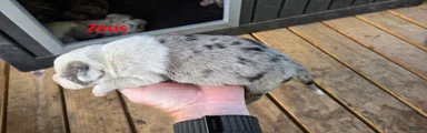 Zeus - Male (white merle) 