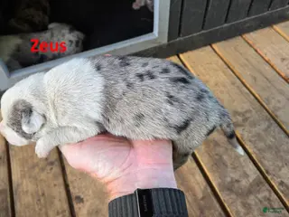 Catahoula Leopard Dog dogs for sale: Zeus - Male (white merle) - Ad 2