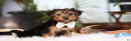 Yorkshire Terrier dogs for sale: Brianna - Ad 5