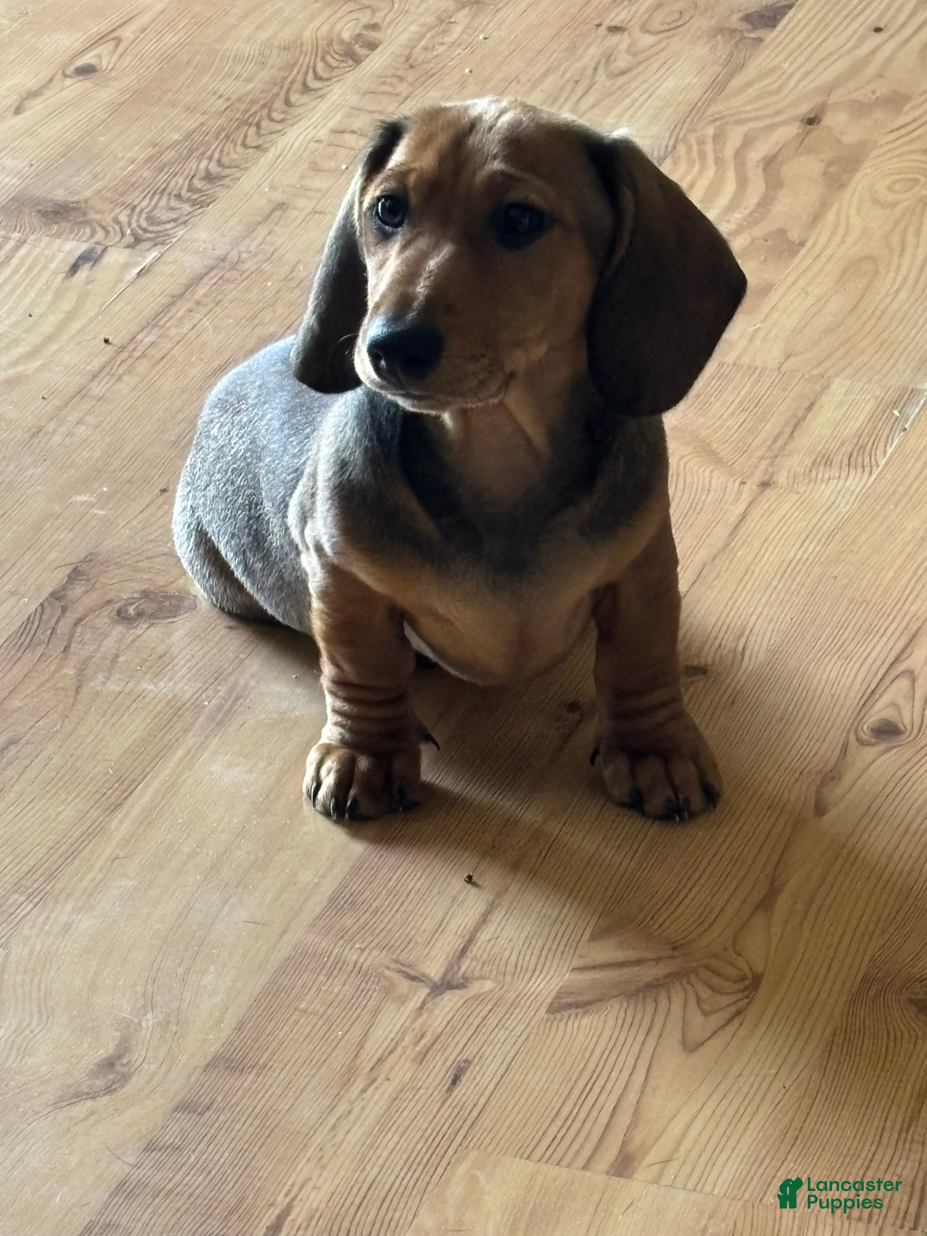 Dachshund dogs Dachshund Puppy 1 - Ad 37