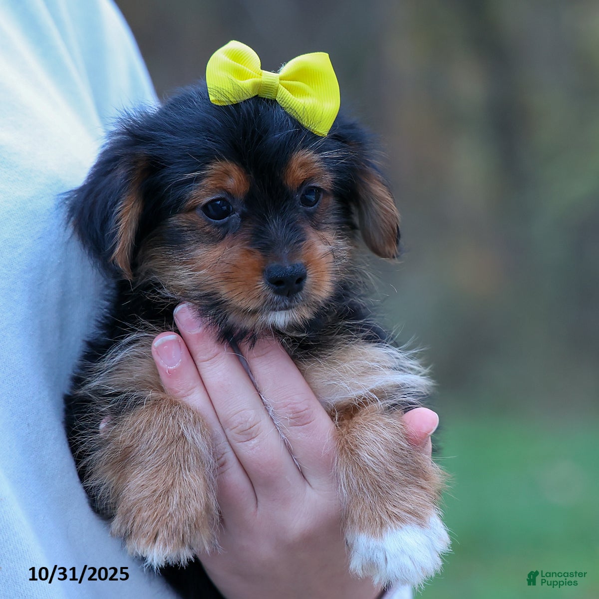 Yorkshire Terrier dogs Winston - Ad 21