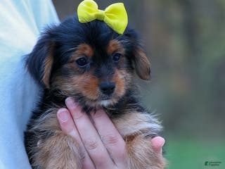 Yorkshire Terrier dogs Winston - Ad 30
