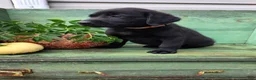Labrador Retriever dogs for sale: Lucy - Ad 3