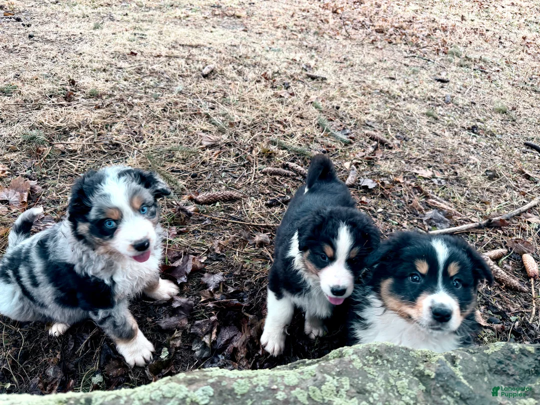 Australian Shepherd dogs for sale: Australian Shepherd litter of 4 puppies - Ad 2